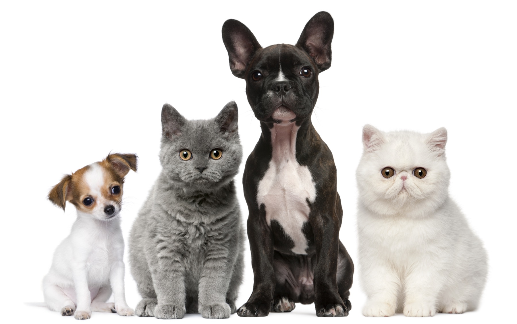 Quatro animais sentados lado a lado: um cachorro chihuahua, um gato cinzento, um bulldog francês e um gato branco